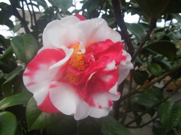 ������С DSCN4826.jpg