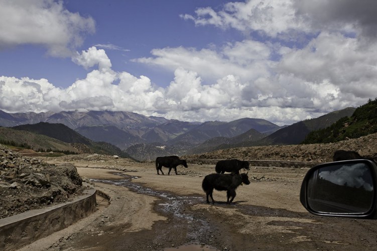 ��ţţ������ƽ���ȵĴ�����·�����г�����������ţţ�����ߣ�