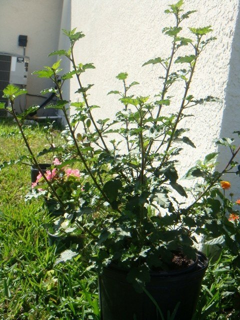 DSC07863 (600x800) (480x640).jpg