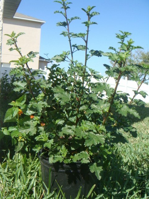 DSC07864 (480x640).jpg