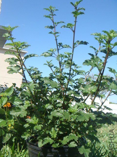 DSC07865 (480x640).jpg