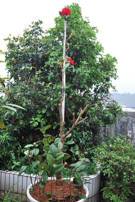 DSC_0158a.JPG
