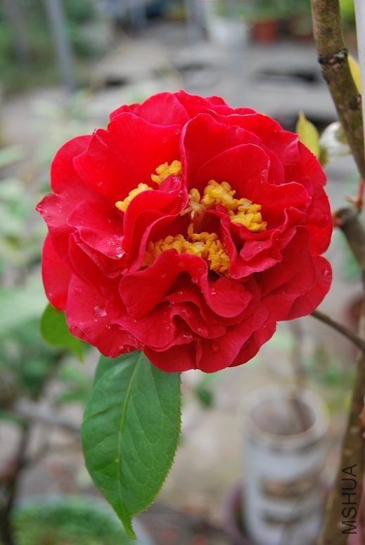 DSC_0165a.JPG