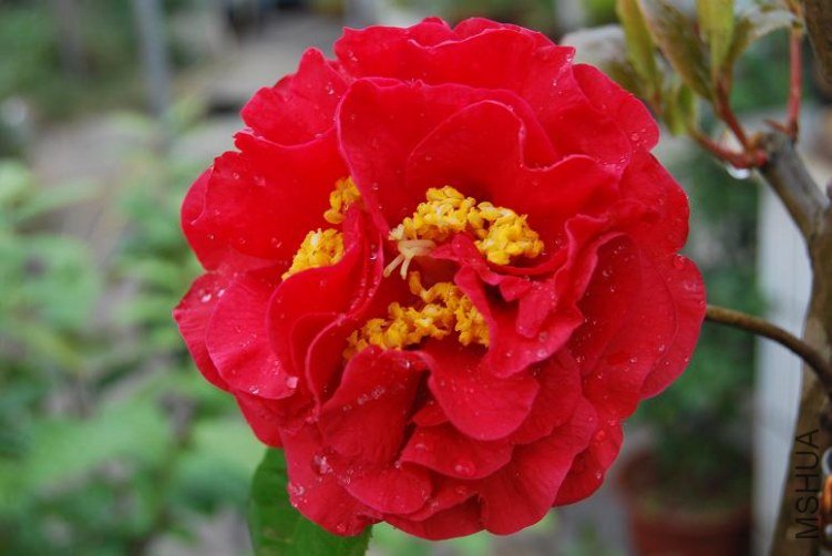 DSC_0172a.JPG