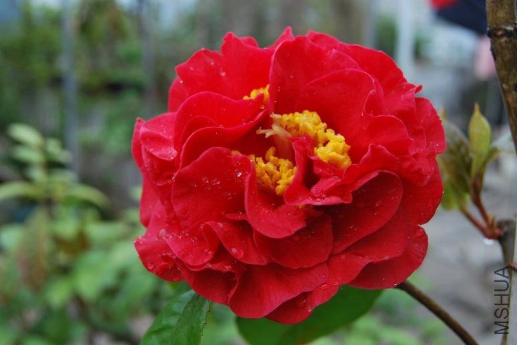 DSC_0174a.JPG