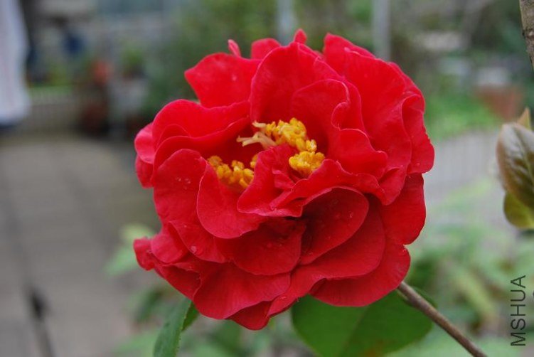 DSC_0177a.JPG