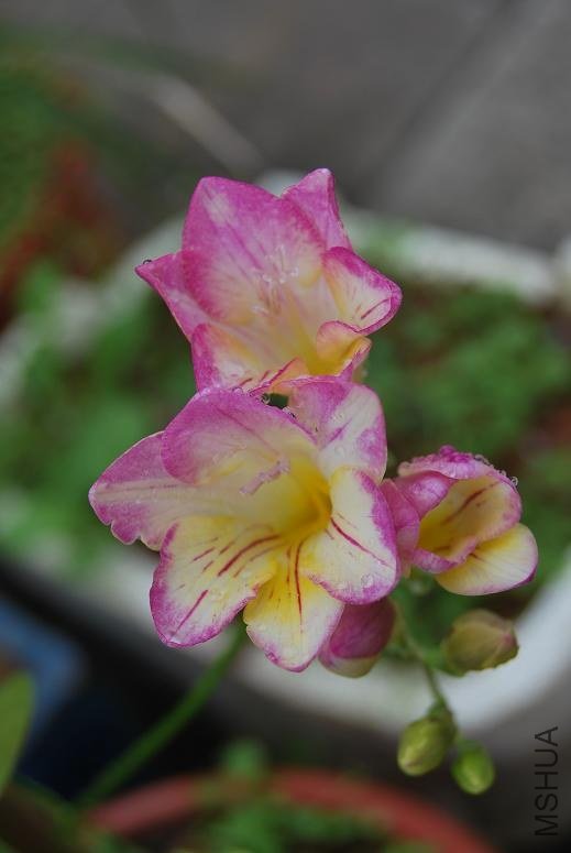 DSC_0188.jpg
