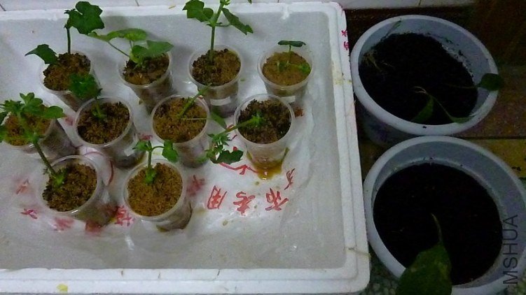 P1010296.JPG