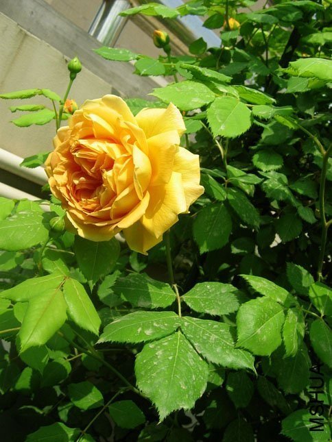 �ƽ����2 of Yifei1406.jpg