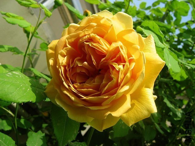 �ƽ����3 of Yifei1406.jpg