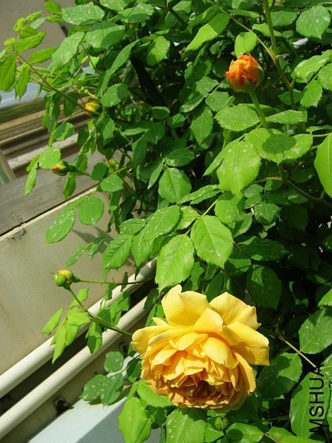 �ƽ����4 of Yifei1406.jpg