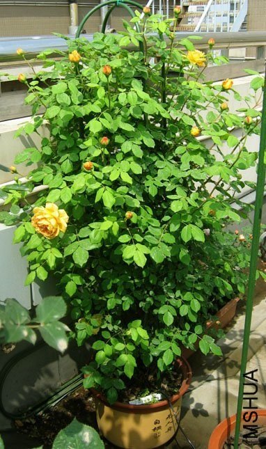 �ƽ����5 of Yifei1406.jpg