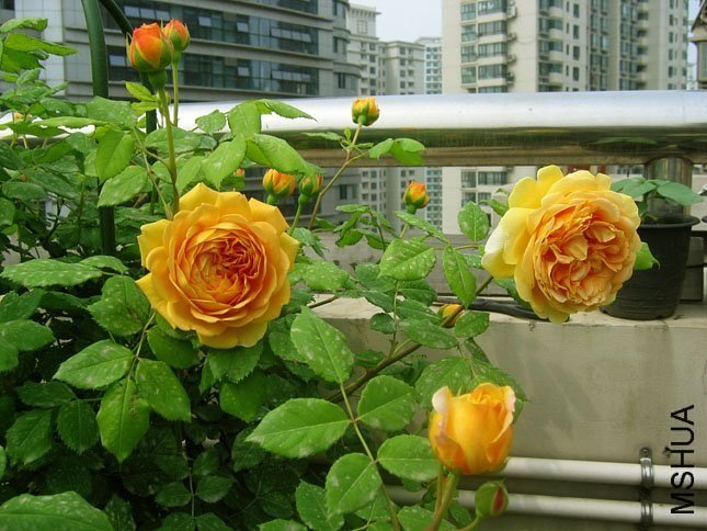 �ƽ����7 of Yifei1406.jpg