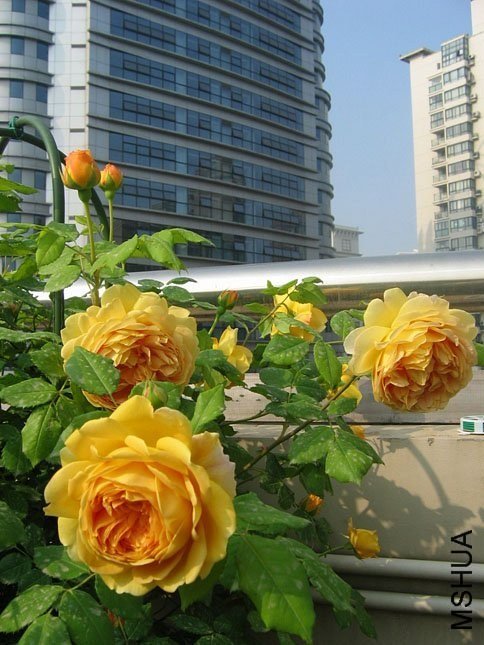 �ƽ����8 of Yifei1406.jpg