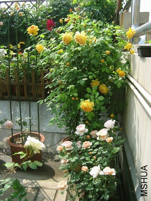 �ƽ����11 of Yifei1406.jpg