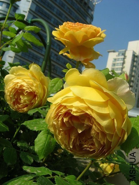 �ƽ����18 of Yifei1406.jpg