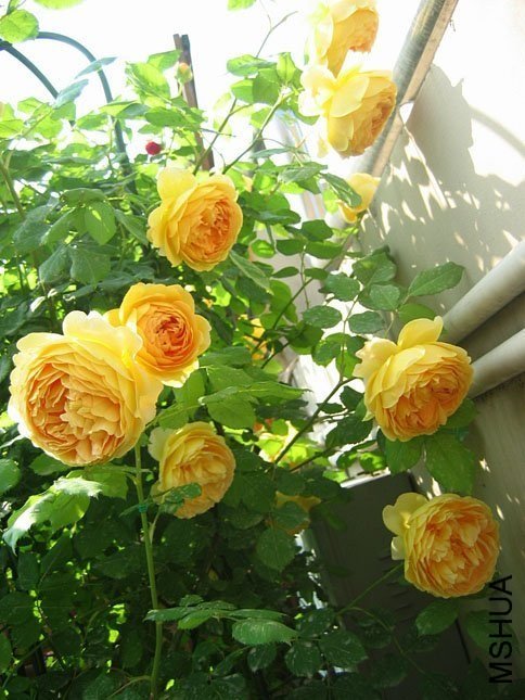 �ƽ����19 of Yifei1406.jpg