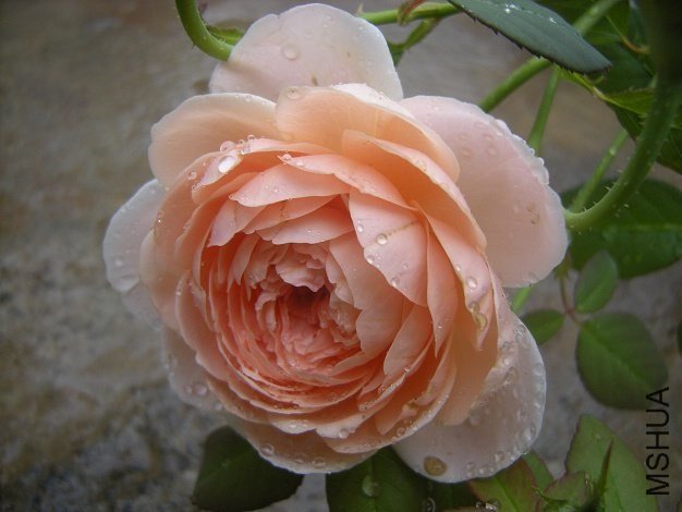 ��������4 of һ����Ѯ .jpg