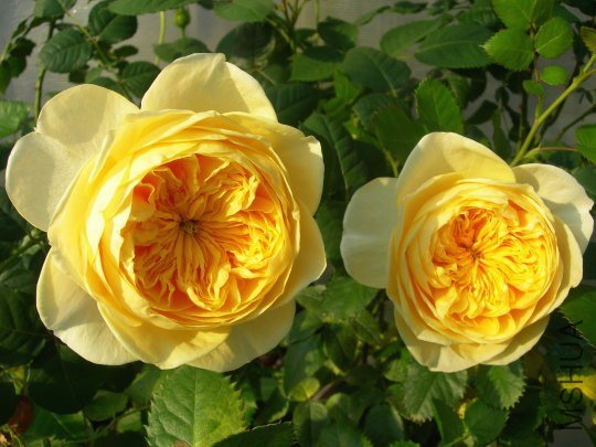 ʥŮ��£�Jeanne d\\'Arc��.jpg