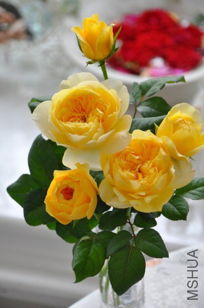 ʥŮ��£�Jeanne d\\'Arc��2.jpg