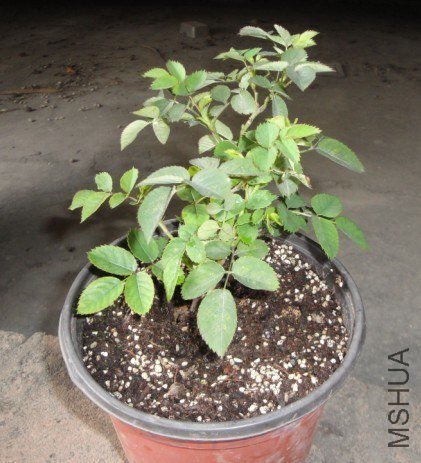 Ī��˹16CM����.jpg