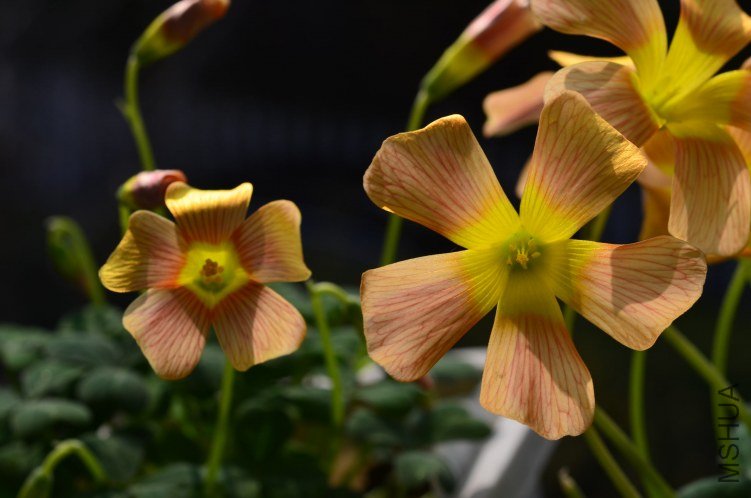 \'Winter Sun\'��pale tangerine20130228 001.JPG