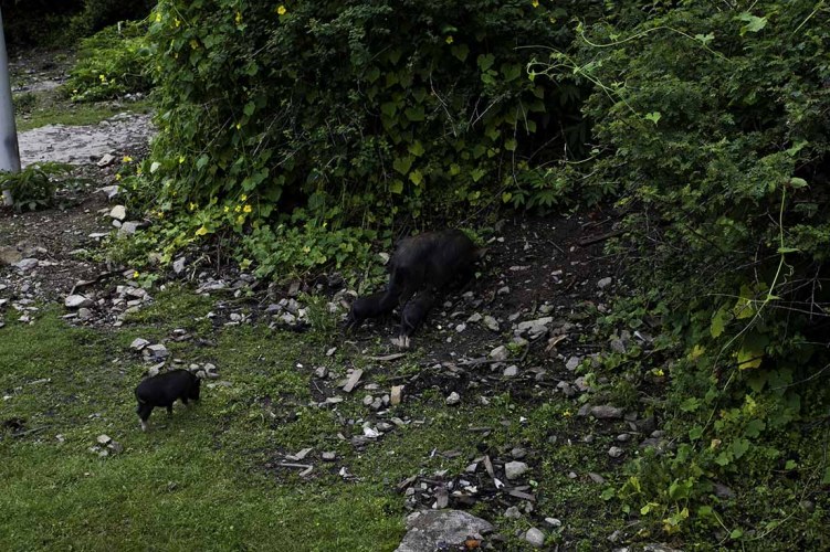 Ұ��Ұ���Ĳ������������ζ������Ӵ