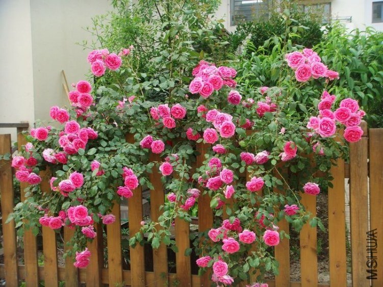 �� �� ��1 of ����ʿ.jpg