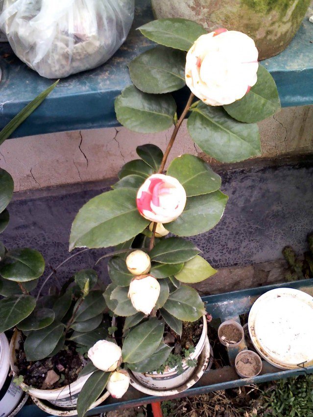 YP20130226124644.jpg