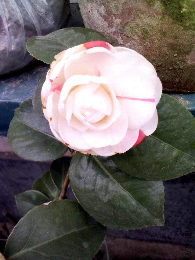 YP20130226124654.jpg