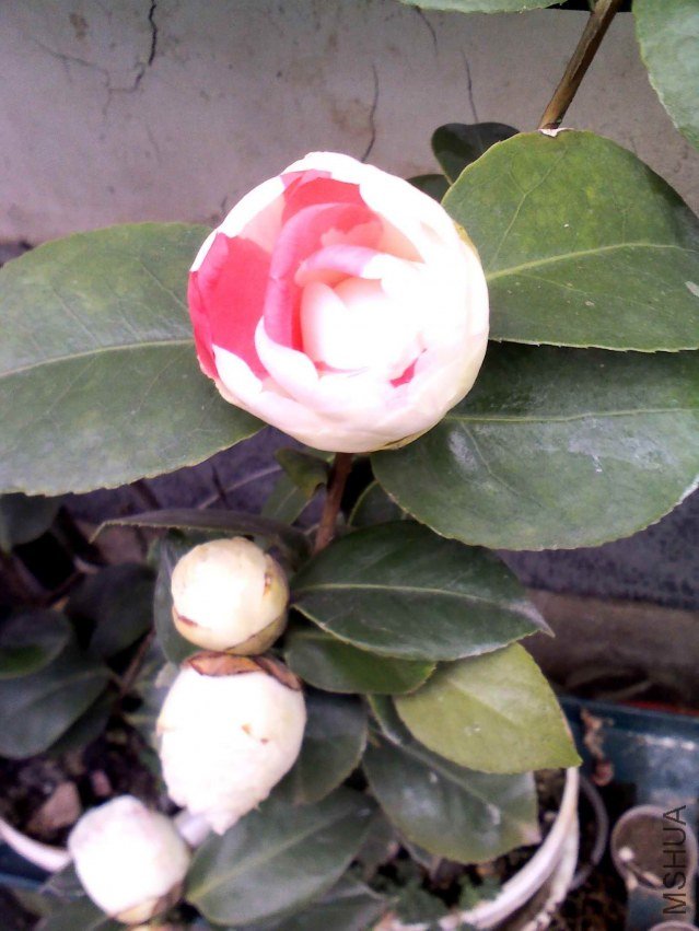 YP20130226124702.jpg