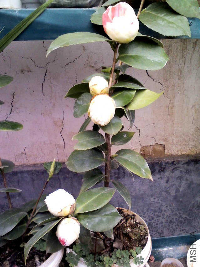 YP20130226124717.jpg