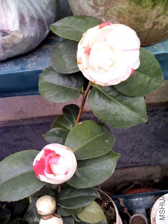 YP20130226124726.jpg