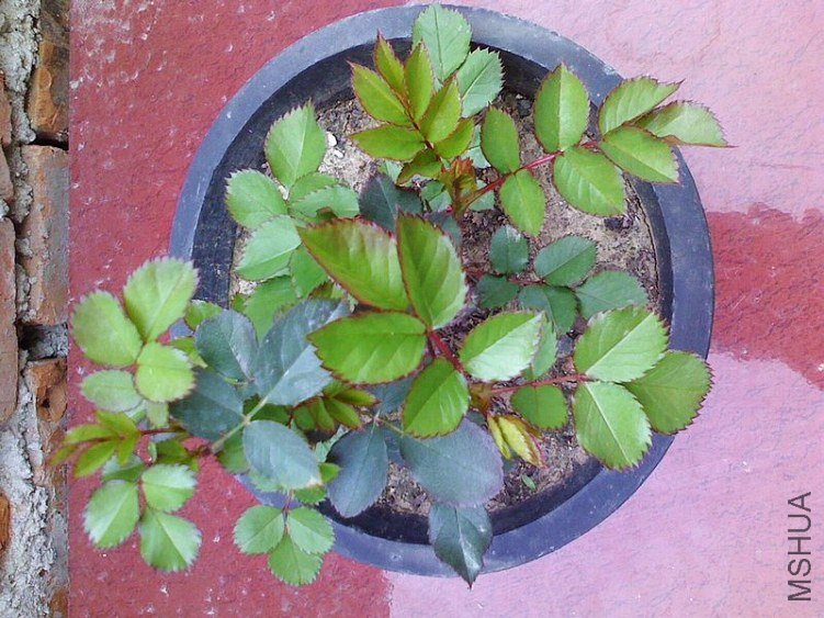 nEO_IMG_IMG0302123200.jpg