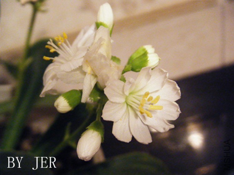 DSCF2650_����.jpg
