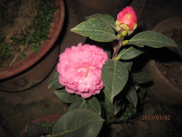 IMG_5070.jpg
