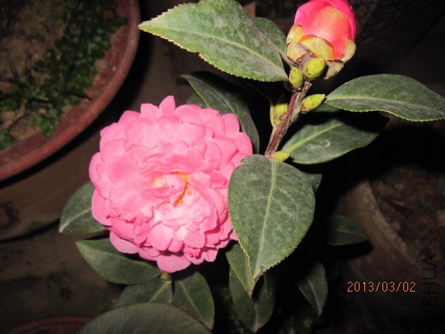 IMG_5078.jpg