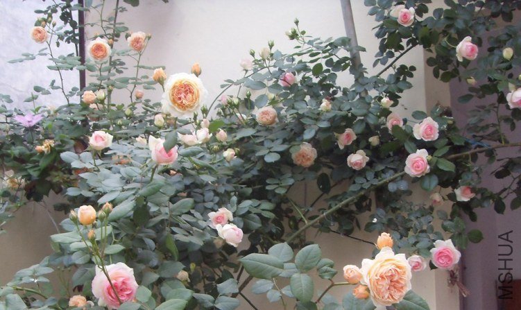 SDC14888.jpg