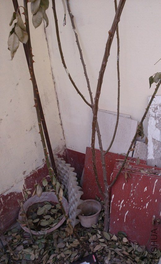 IMG20130302121827.jpg