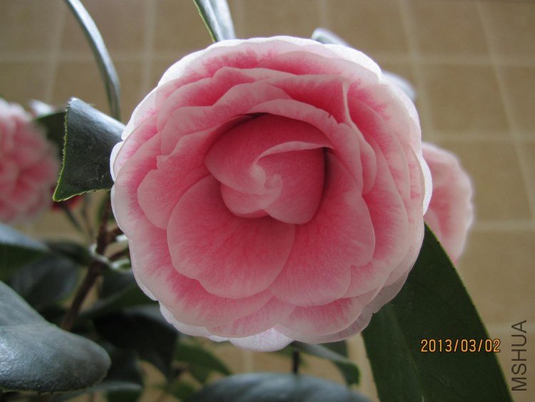 IMG_3789.JPG