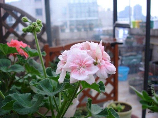 DSC01224.JPG