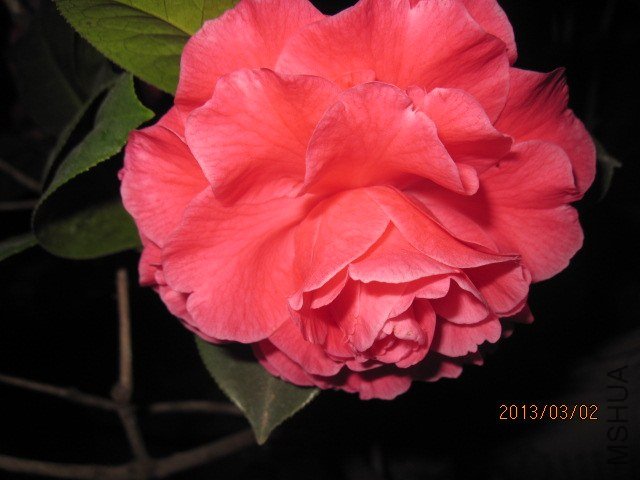 IMG_5077.jpg