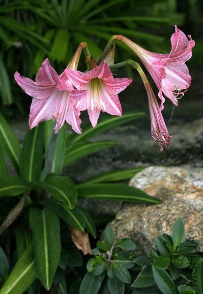 04 Hippeastrum reticulatum.jpg