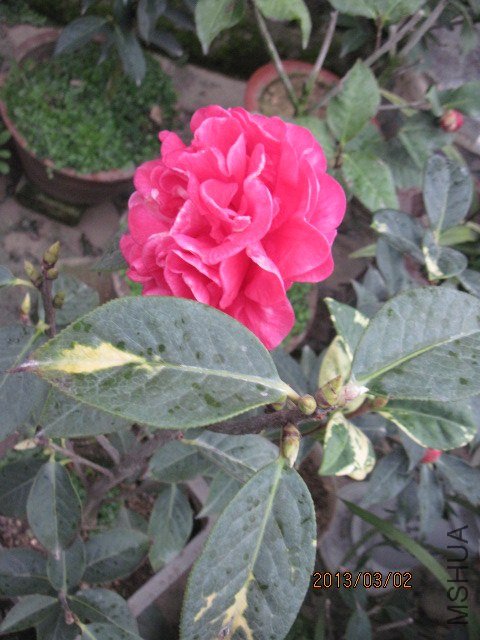 IMG_5034.jpg