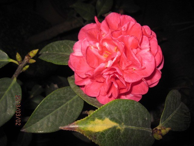 IMG_5071.jpg
