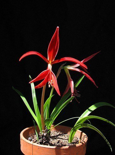 Sprekelia formosissima