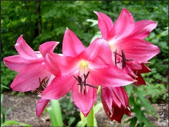 Crinum Ellen Bosanquet