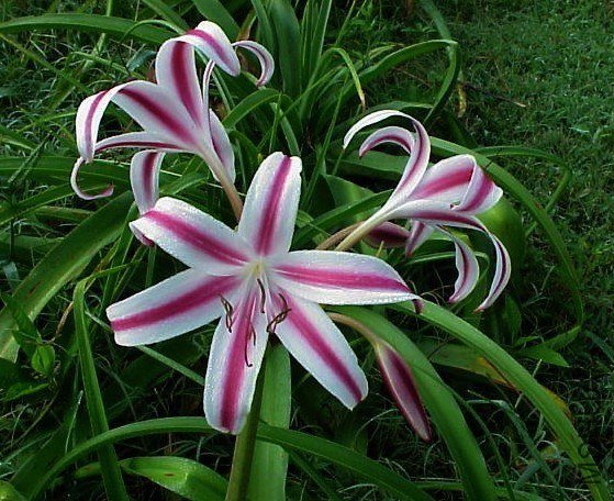 07 Crinum Stars and Stripes.jpg