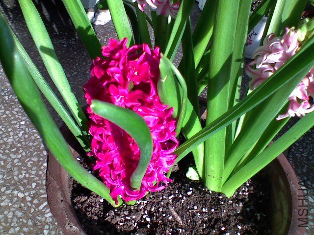 DSC00124.JPG