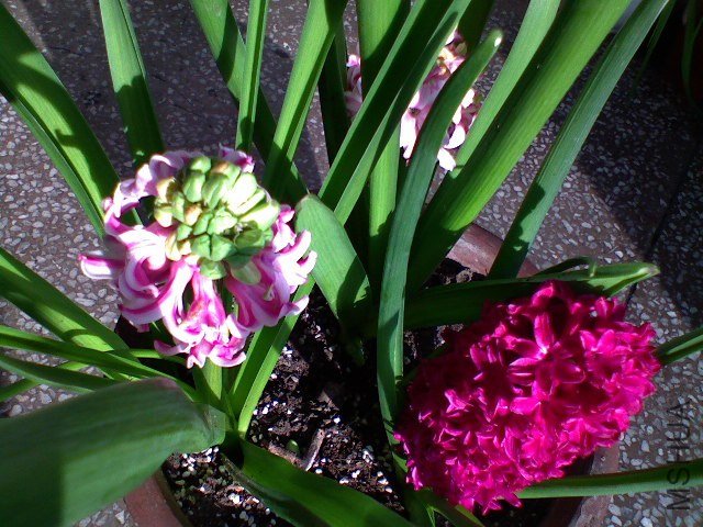 DSC00126.JPG